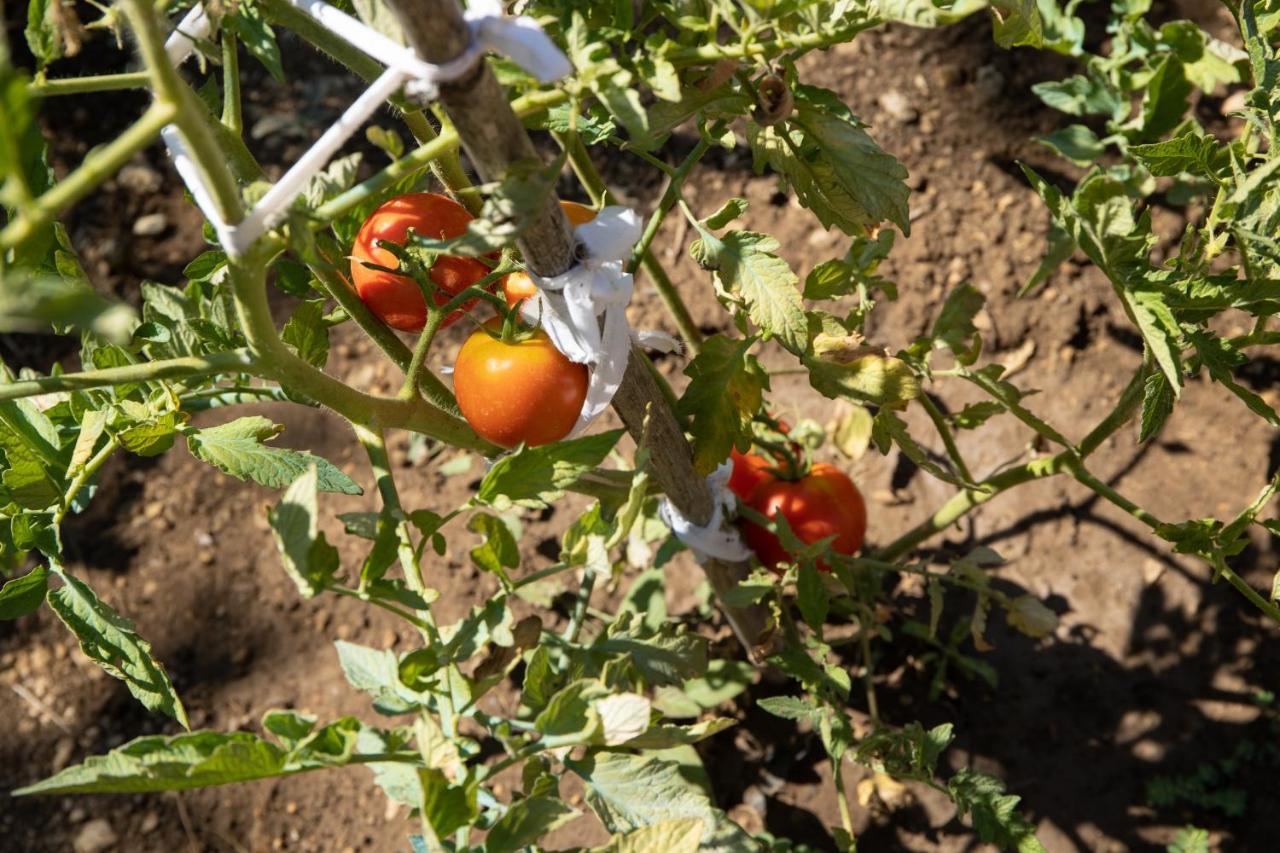 Appartamento Apricus Domum Kato Korakiana Esterno foto